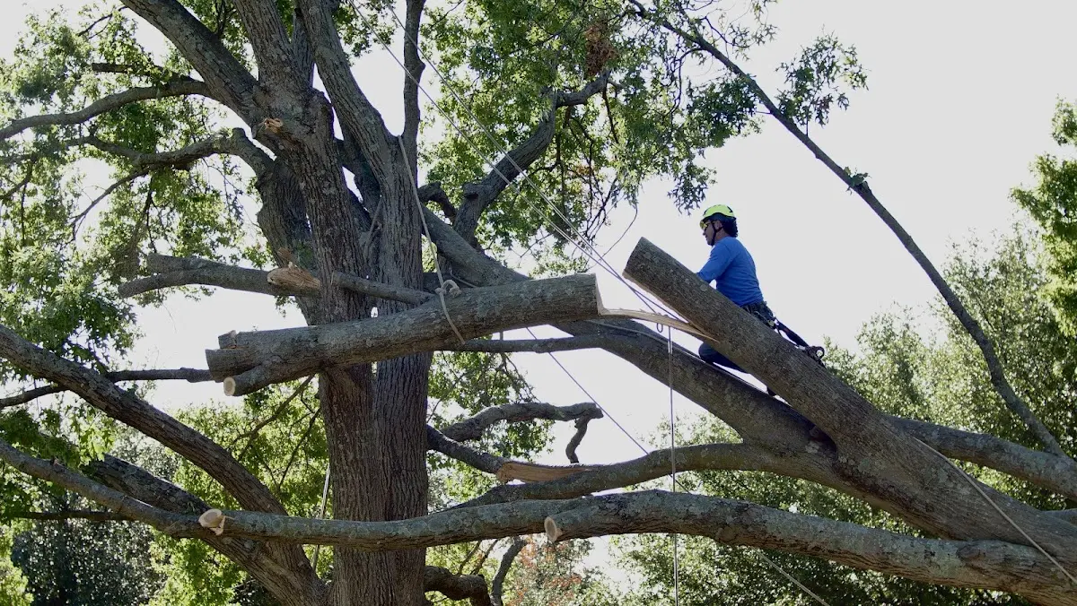 Professional Hazardous Tree Removal performed by certified arborists in Cedarville