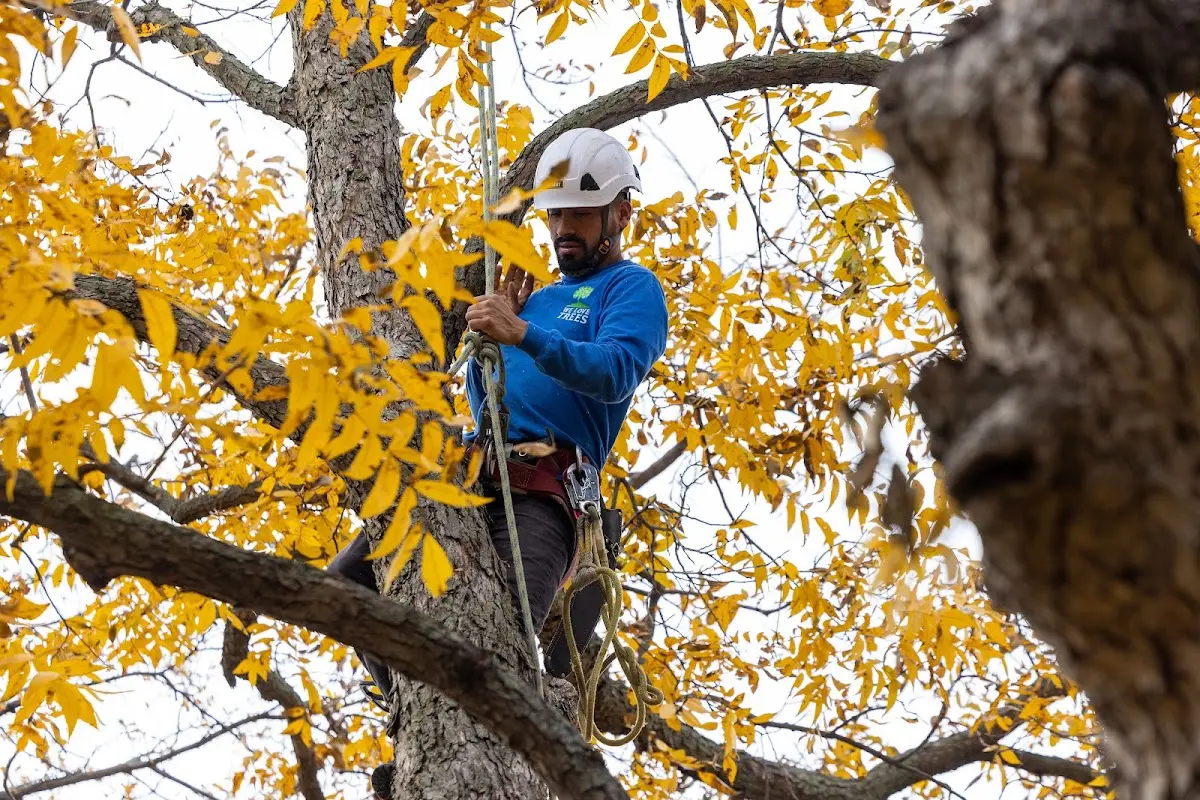Skilled Tree Trimming crew working in Cedarville